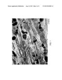 Selective Ablation of Pain-Sensing Neurons by Administration of a     Vanilloid Receptor Agonist diagram and image