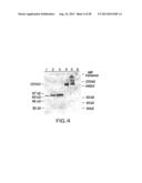 IMMUNOTOXIN FUSION PROTEINS AND MEANS FOR EXPRESSION THEREOF diagram and image