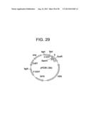 IMMUNOTOXIN FUSION PROTEINS AND MEANS FOR EXPRESSION THEREOF diagram and image