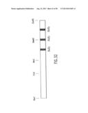 IMMUNOTOXIN FUSION PROTEINS AND MEANS FOR EXPRESSION THEREOF diagram and image