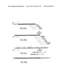 IMMUNOTOXIN FUSION PROTEINS AND MEANS FOR EXPRESSION THEREOF diagram and image