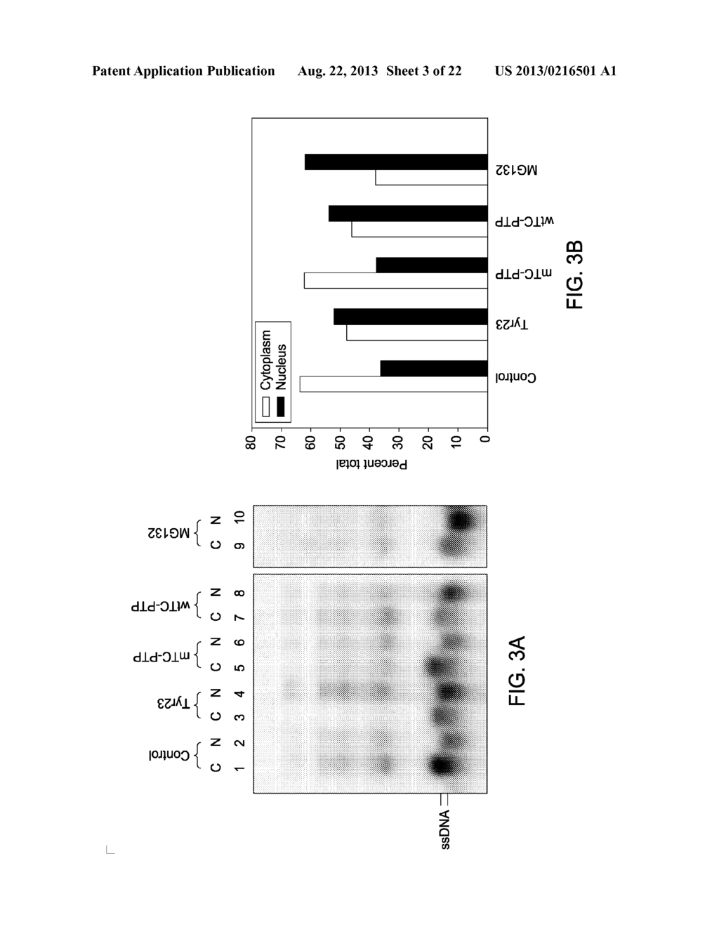 THERAPEUTIC METHODS BASED ON TYROSINE-SUBSTITUTED, CAPSID-MODIFIED RAAV     VECTORS - diagram, schematic, and image 04