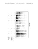 THERAPEUTIC METHODS BASED ON TYROSINE-SUBSTITUTED, CAPSID-MODIFIED RAAV     VECTORS diagram and image