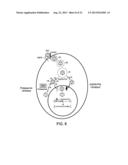 THERAPEUTIC METHODS BASED ON TYROSINE-SUBSTITUTED, CAPSID-MODIFIED RAAV     VECTORS diagram and image