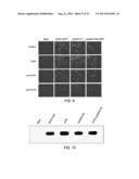 THERAPEUTIC METHODS BASED ON TYROSINE-SUBSTITUTED, CAPSID-MODIFIED RAAV     VECTORS diagram and image