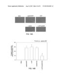 THERAPEUTIC METHODS BASED ON TYROSINE-SUBSTITUTED, CAPSID-MODIFIED RAAV     VECTORS diagram and image