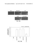 THERAPEUTIC METHODS BASED ON TYROSINE-SUBSTITUTED, CAPSID-MODIFIED RAAV     VECTORS diagram and image