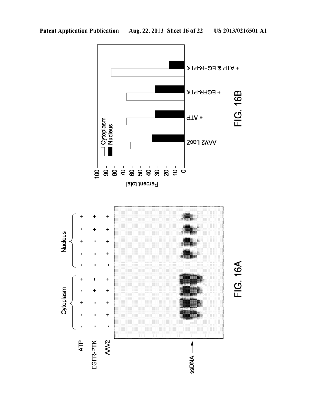 THERAPEUTIC METHODS BASED ON TYROSINE-SUBSTITUTED, CAPSID-MODIFIED RAAV     VECTORS - diagram, schematic, and image 17