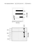 THERAPEUTIC METHODS BASED ON TYROSINE-SUBSTITUTED, CAPSID-MODIFIED RAAV     VECTORS diagram and image