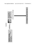 BIOLOGICAL MARKERS FOR IDENTIFYING PATIENTS FOR TREATMENT WITH VEGF     ANTAGONISTS diagram and image