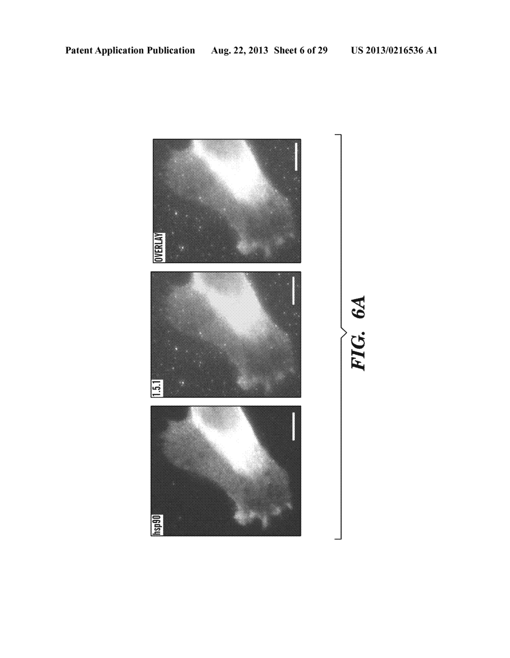 INHIBITORS OF EXTRACELLULAR HSP90 - diagram, schematic, and image 07