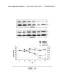 INHIBITORS OF EXTRACELLULAR HSP90 diagram and image