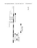 Anti-La antibodies and their use for immunotargeting diagram and image