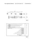 Anti-La antibodies and their use for immunotargeting diagram and image