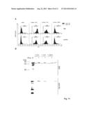 Anti-La antibodies and their use for immunotargeting diagram and image