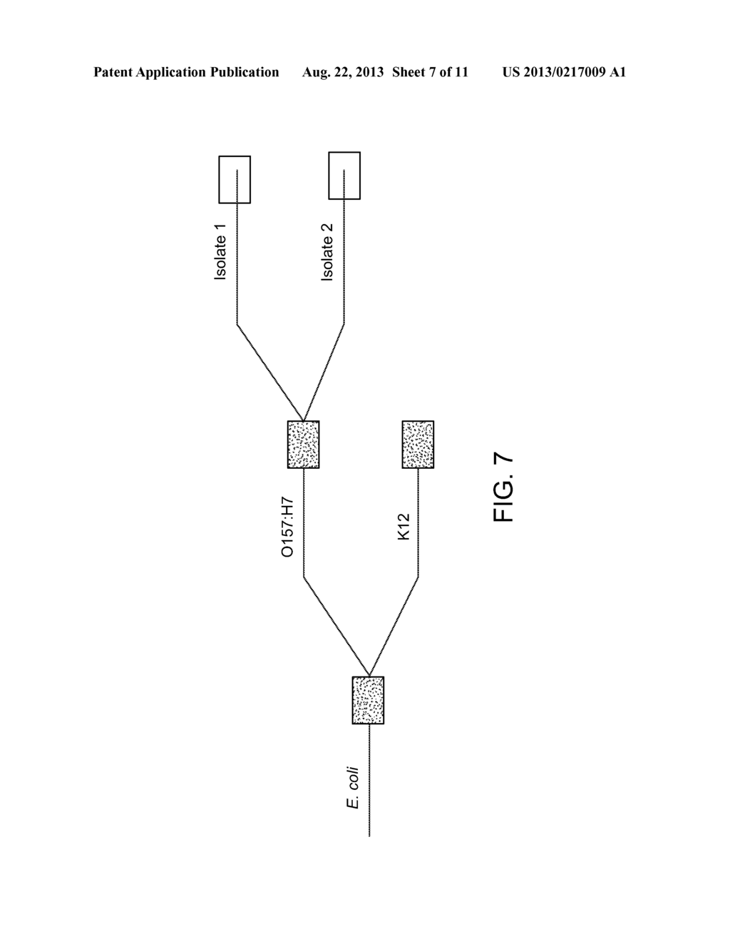 METHODS OF IDENTIFYING AN ORGANISM - diagram, schematic, and image 08