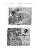 FUNCTIONALIZATION OF GOLD NANOPARTICLES WITH ORIENTED PROTEINS,     APPLICATION TO THE HIGH-DENSITY LABELING OF CELL MEMBRANES diagram and image