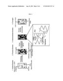 CRYOGELS OF PVA-BORONIC ACID CONTAINING CO-POLYMERS FOR CELL CULTURE diagram and image