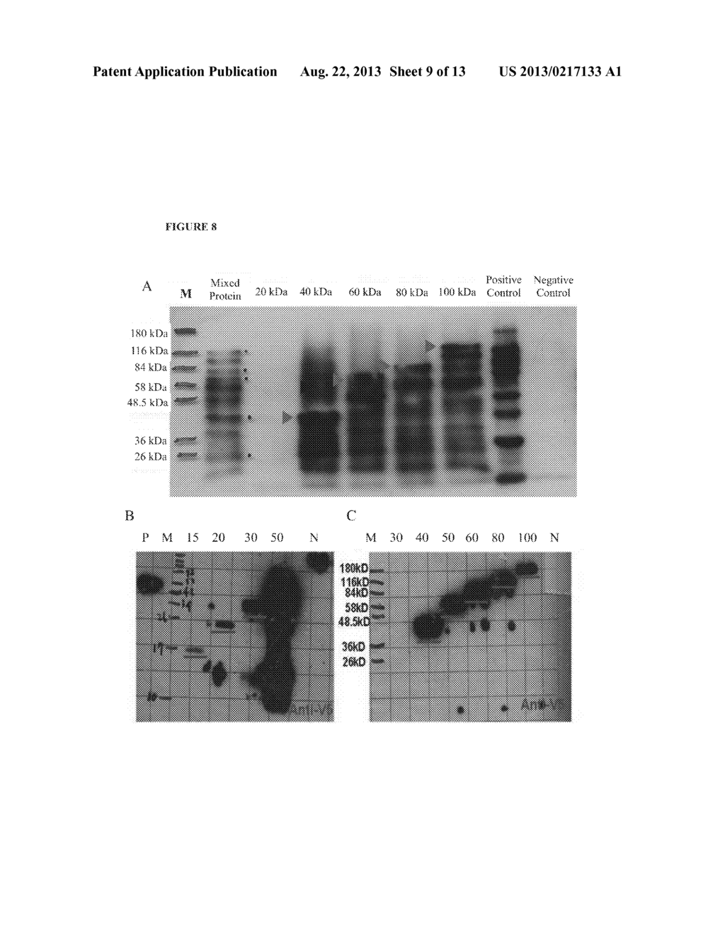 AUTO-DEVELOPING AND REGULARLY-WEIGHTED PROTEIN MOLECULAR WEIGHT MARKER KIT     AND METHOD FOR PREPARING THE SAME - diagram, schematic, and image 10