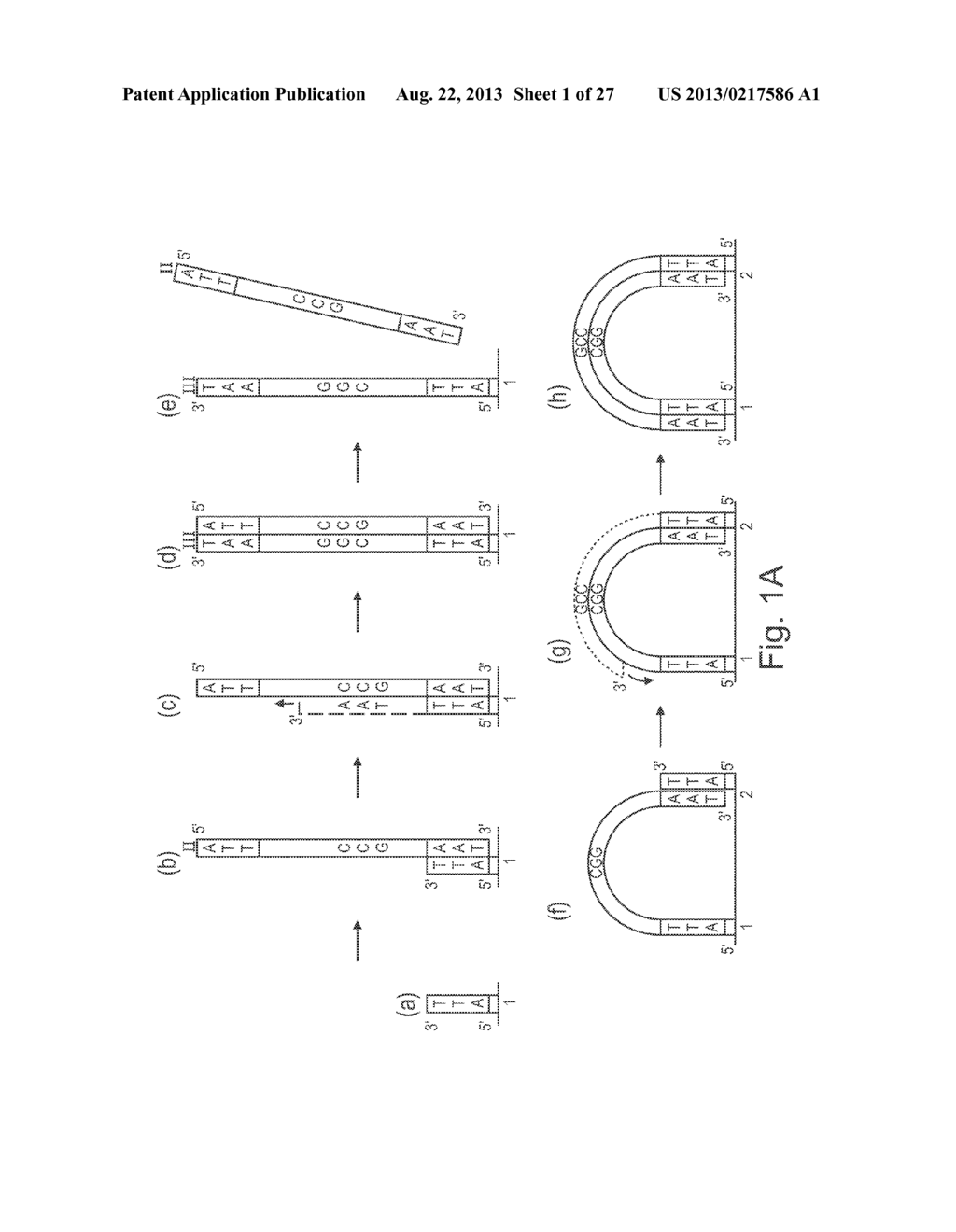 METHOD OF NUCLEIC ACID AMPLIFICATION - diagram, schematic, and image 02