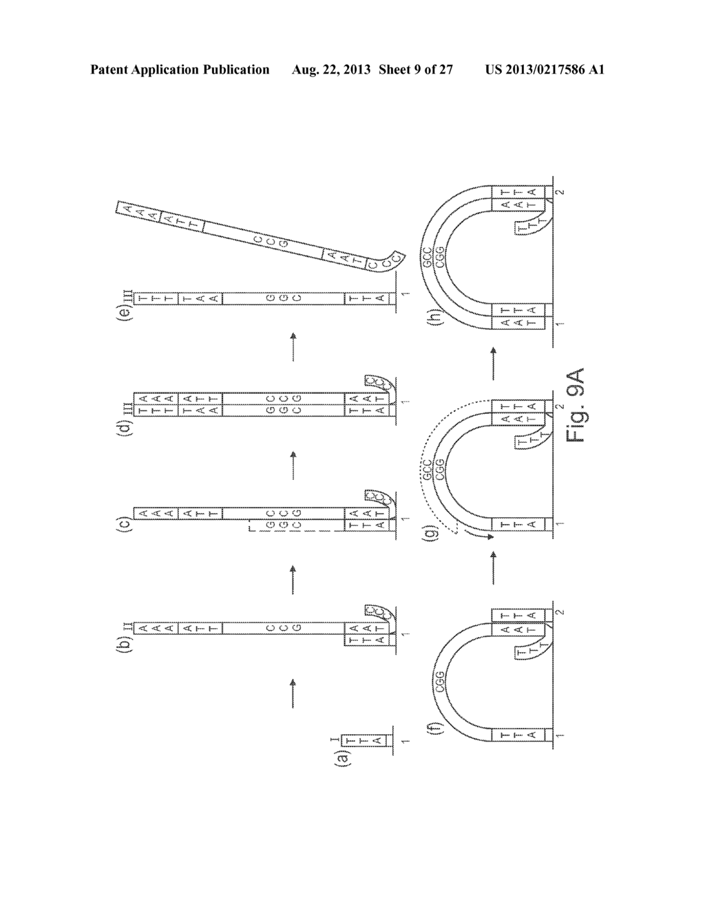 METHOD OF NUCLEIC ACID AMPLIFICATION - diagram, schematic, and image 10