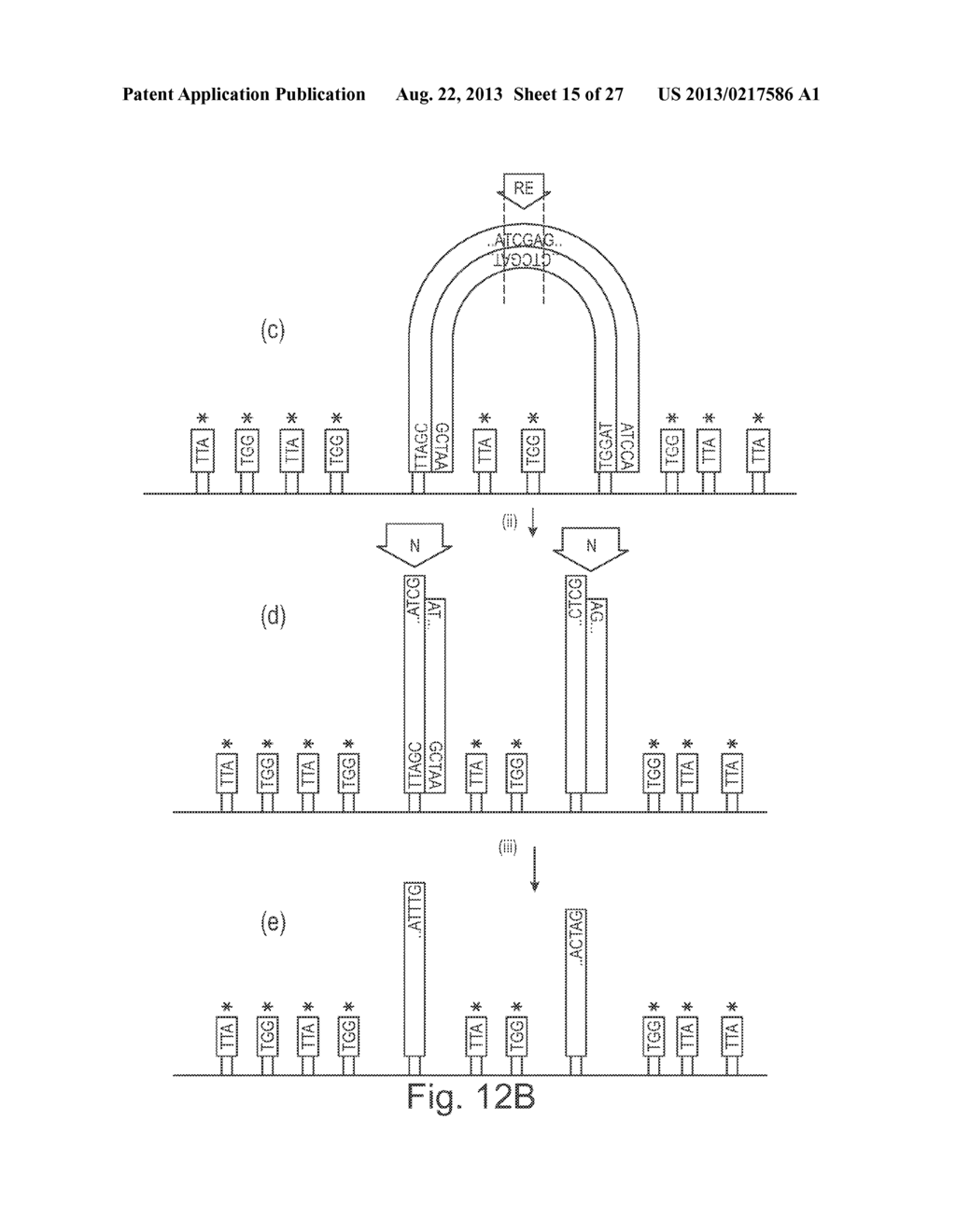 METHOD OF NUCLEIC ACID AMPLIFICATION - diagram, schematic, and image 16