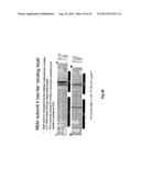 COMPLETE GENOME SEQUENCE OF THE METHANOGEN METHANOBREVIBACTER RUMINANTIUM diagram and image