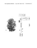 COMPLETE GENOME SEQUENCE OF THE METHANOGEN METHANOBREVIBACTER RUMINANTIUM diagram and image