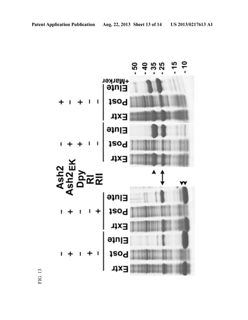 DPY-30 Binding Peptides - diagram, schematic, and image 14