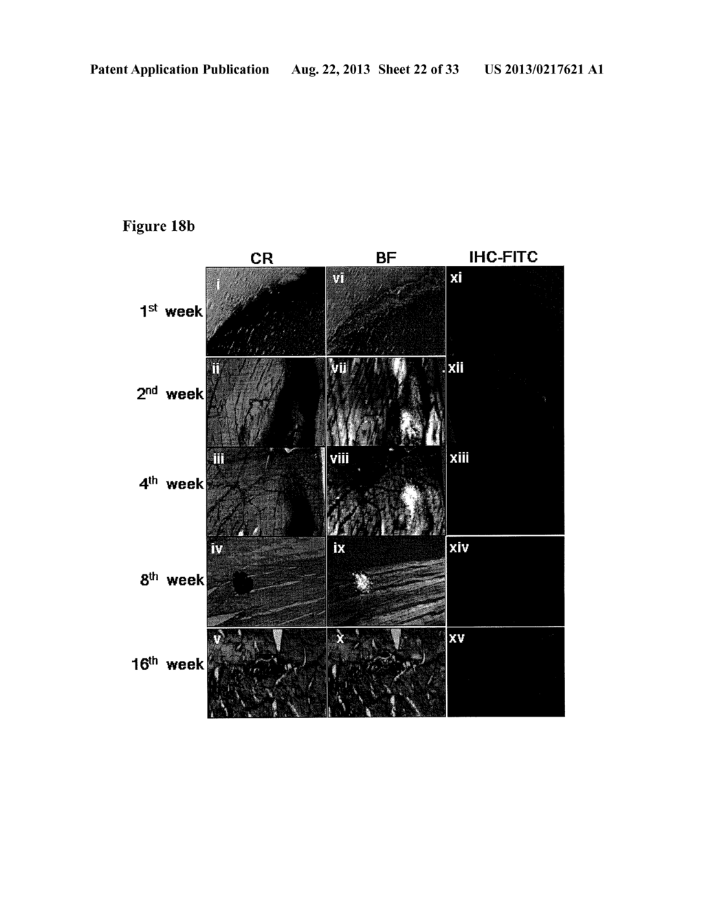 COMPOSITIONS FOR THE TREATMENT OF DIABETES - diagram, schematic, and image 23