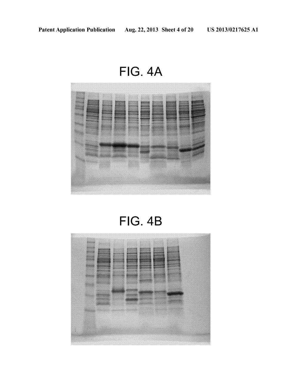 COMPOSITIONS AND METHODS FOR PRODUCING BIOACTIVE FUSION PROTEINS - diagram, schematic, and image 05