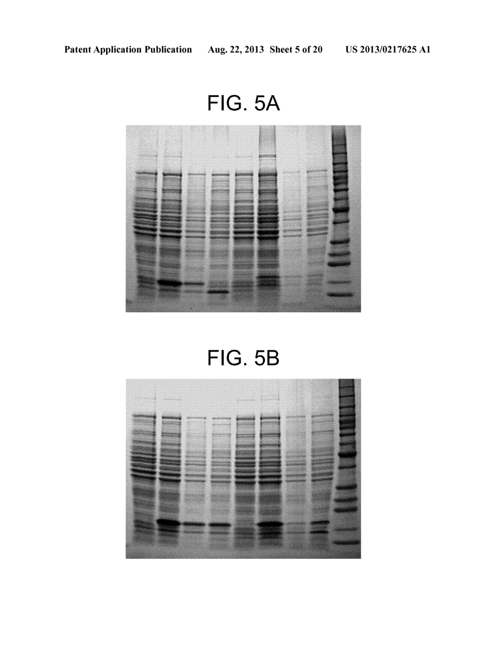 COMPOSITIONS AND METHODS FOR PRODUCING BIOACTIVE FUSION PROTEINS - diagram, schematic, and image 06