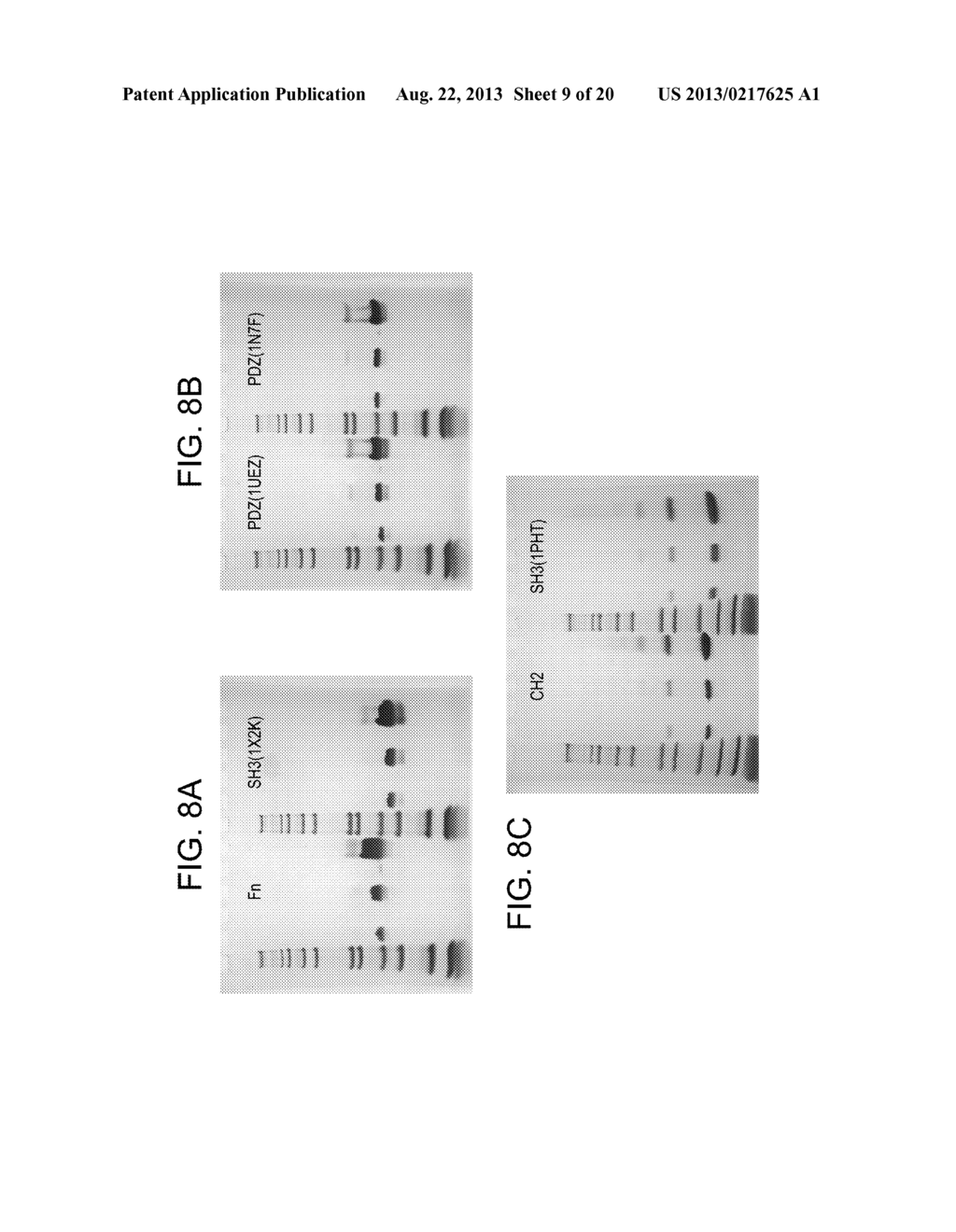 COMPOSITIONS AND METHODS FOR PRODUCING BIOACTIVE FUSION PROTEINS - diagram, schematic, and image 10