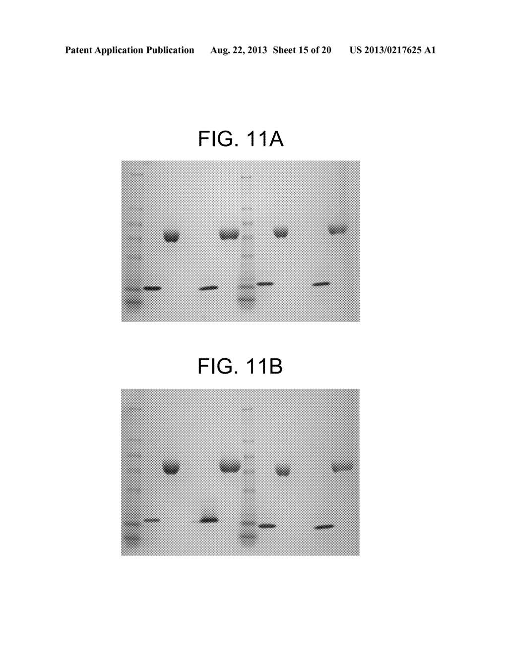 COMPOSITIONS AND METHODS FOR PRODUCING BIOACTIVE FUSION PROTEINS - diagram, schematic, and image 16