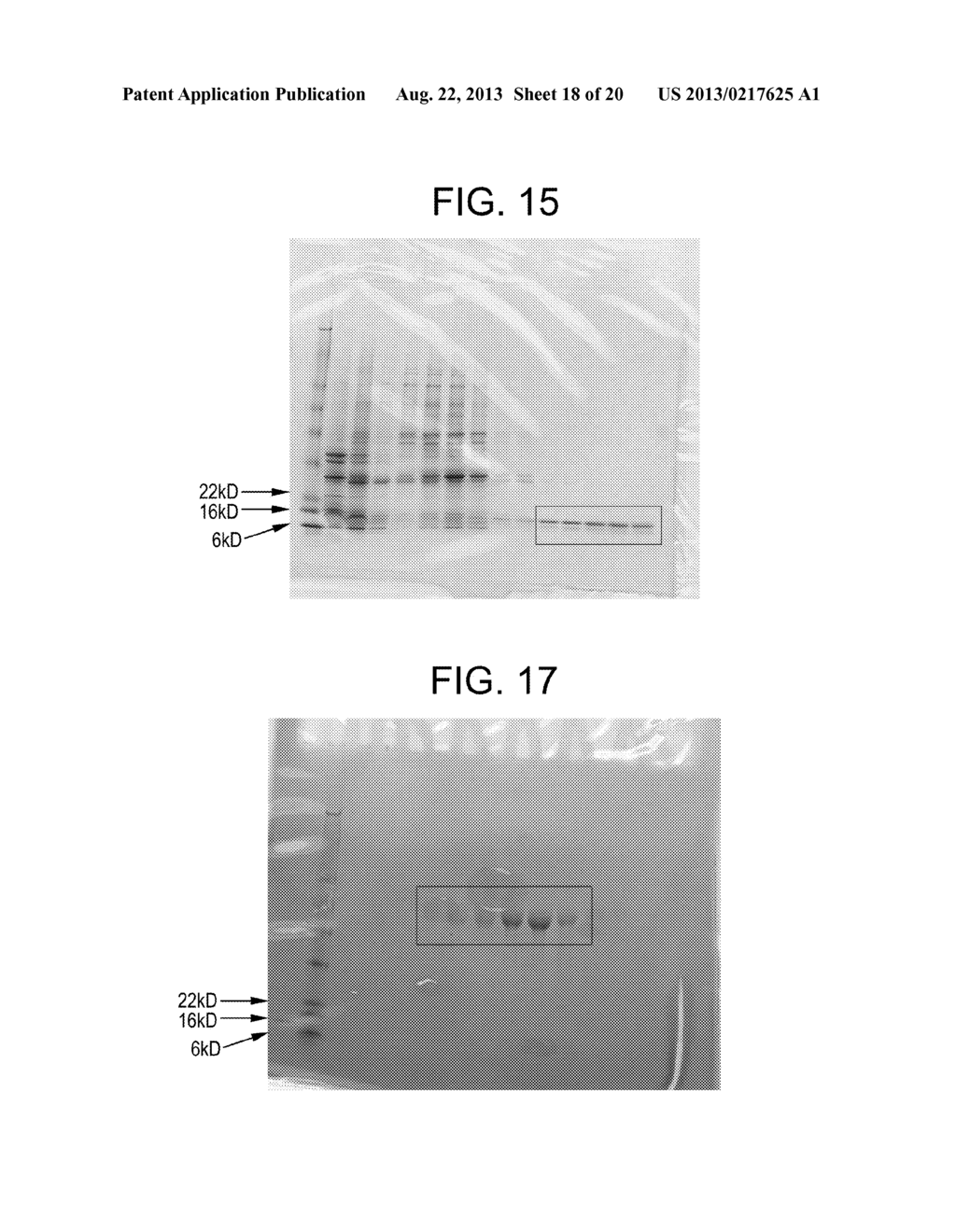 COMPOSITIONS AND METHODS FOR PRODUCING BIOACTIVE FUSION PROTEINS - diagram, schematic, and image 19