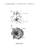 MUTANT NGAL PROTEINS AND USES THEREOF diagram and image