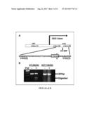 CANCER PREVENTION AND TREATMENT METHODS BASED ON DIETARY POLYAMINE CONTENT diagram and image