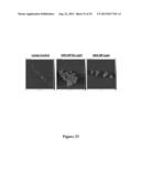 MULTIFUNCTIONAL NANOCONJUGATES AND USES THEREOF diagram and image