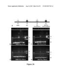 MULTIFUNCTIONAL NANOCONJUGATES AND USES THEREOF diagram and image