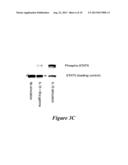 COMPOSITIONS AND METHODS FOR MODULATING GAMMA-C-CYTOKINE ACTIVITY diagram and image