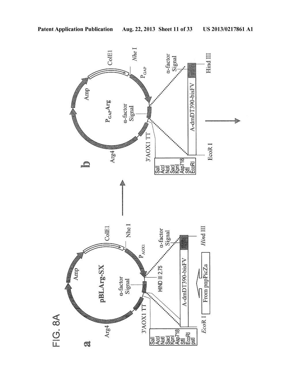 METHODS FOR EXPRESSION AND PURIFICATION OF IMMUNOTOXINS - diagram, schematic, and image 12