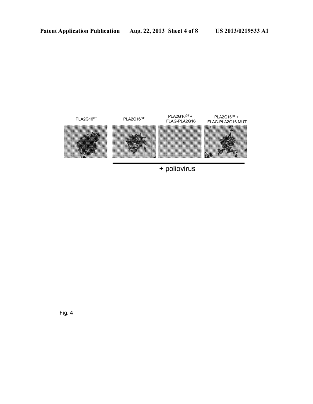 PLA2G16 AS A TARGET FOR ANTIVIRAL COMPOUNDS - diagram, schematic, and image 05