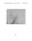 REGULATORY ELEMENT FOR HETEROLOGOUS PROTEIN PRODUCTION IN THE FRUITING     BODY OF FILAMENTOUS FUNGI diagram and image