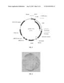 REGULATORY ELEMENT FOR HETEROLOGOUS PROTEIN PRODUCTION IN THE FRUITING     BODY OF FILAMENTOUS FUNGI diagram and image