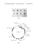 REGULATORY ELEMENT FOR HETEROLOGOUS PROTEIN PRODUCTION IN THE FRUITING     BODY OF FILAMENTOUS FUNGI diagram and image