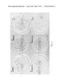 ENHANCEMENT OF PLANT YIELD VIGOR AND STRESS TOLERANCE diagram and image