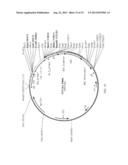 ENHANCEMENT OF PLANT YIELD VIGOR AND STRESS TOLERANCE diagram and image