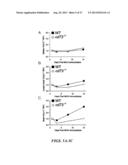 USE OF ADENOSINE RECEPTOR SIGNALING TO MODULATE PERMEABILITY OF     BLOOD-BRAIN BARRIER diagram and image