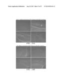 USE OF ADENOSINE RECEPTOR SIGNALING TO MODULATE PERMEABILITY OF     BLOOD-BRAIN BARRIER diagram and image