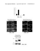 USE OF ADENOSINE RECEPTOR SIGNALING TO MODULATE PERMEABILITY OF     BLOOD-BRAIN BARRIER diagram and image